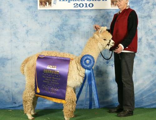 Great Western Alpaca Show Results
