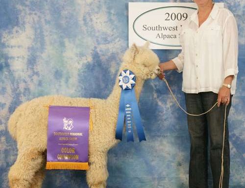 SNDRs CONDOR DOMINATES   THE WHITE MALE HUACAYA CLASS AT THE  2009 SOUTHWEST REGIONAL ALPACA SHOW